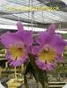 Rlc. Lovely Bangkok
